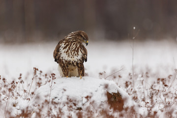 Mäusebussard im Schnee