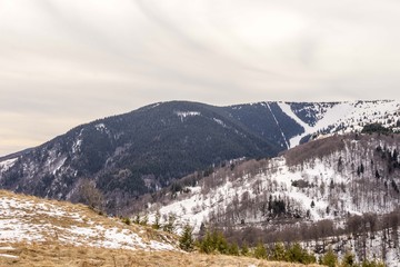 snow mountain hills with conifer wood trees