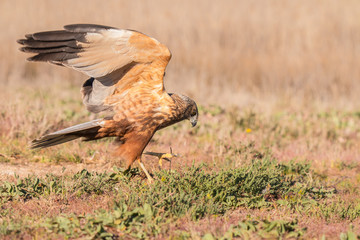 The golden eagle, the buzzard, the marsh harrier, etc., are some of great birds of prey, displayed in different places of spain ...