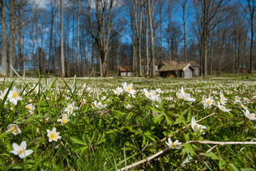 Obraz premium Nature in springtime,Sweden