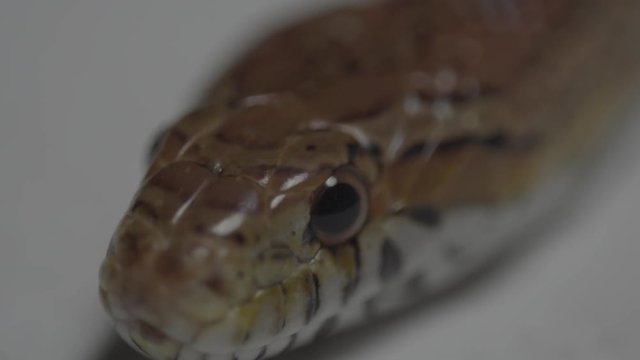 Macro closeup of a snakes head as it slithers on white backround. Passion style footage of Easter scenes