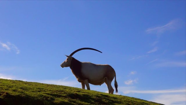 The scimitar oryx or scimitar-horned oryx (Oryx dammah), also known as the Sahara oryx