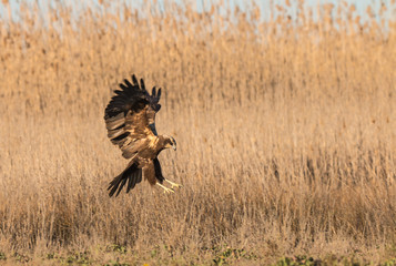 The golden eagle, the buzzard, the marsh harrier, etc., are some of great birds of prey, displayed in different places of spain ...
