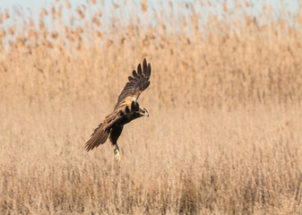 The golden eagle, the buzzard, the marsh harrier, etc., are some of great birds of prey, displayed in different places of spain ...