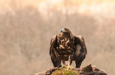 The golden eagle, the buzzard, the marsh harrier, etc., are some of great birds of prey, displayed...