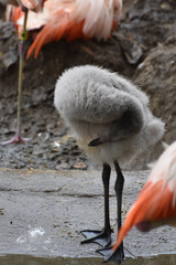 Wild carribean flamingo baby bending its head