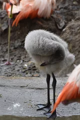 Cercles muraux Flamant Wild carribean flamingo baby bending its head