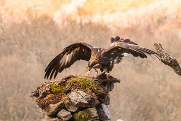The golden eagle, the buzzard, the marsh harrier, etc., are some of great birds of prey, displayed in different places of spain ...