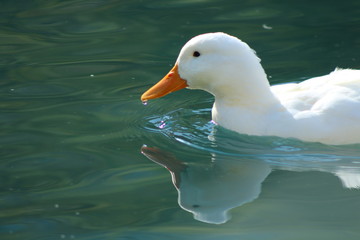 water, duck