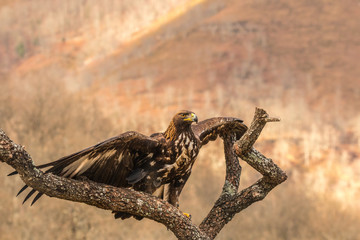 The golden eagle, the buzzard, the marsh harrier, etc., are some of great birds of prey, displayed...