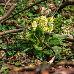 Schlüsselblume in der Blüte