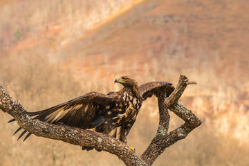 The golden eagle, the buzzard, the marsh harrier, etc., are some of great birds of prey, displayed in different places of spain ...