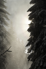 Winterwald