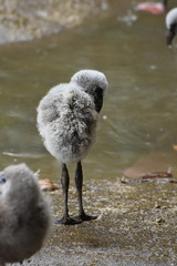 Obraz premium Cute carribean flamingo baby with fluffy feathers