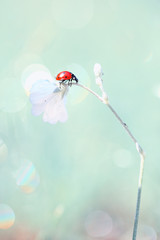 Naklejka premium Red Ladybug likes to explore new flowers of a beautiful smell.