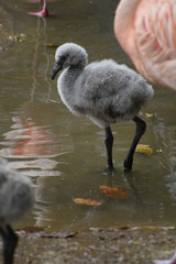 Sweet flamingo baby standing in water raising one leg