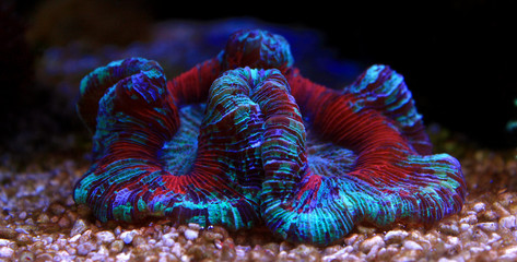 Naklejka premium Open brain sp. coral in reef aquarium