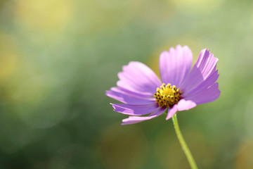 Cosmos flower in close up in nature background