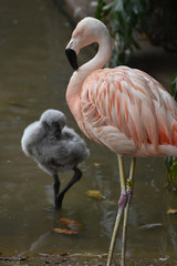 Close up on a beautiful pink flamingo
