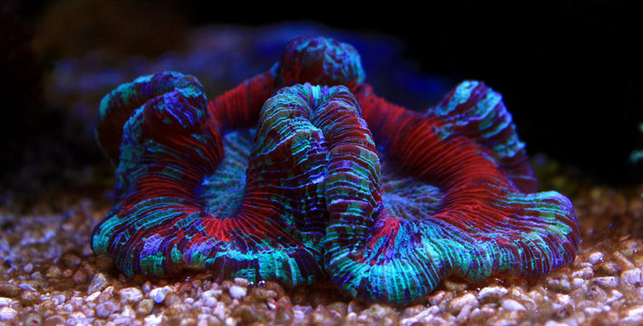 Open brain sp. coral in reef aquarium