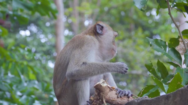 Macaque eats tree root in the wild