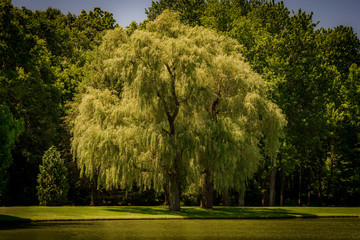 willow tree in park