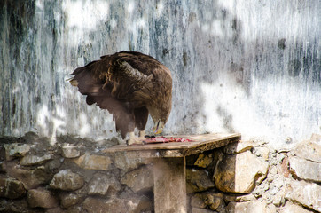 Eagle eats meat