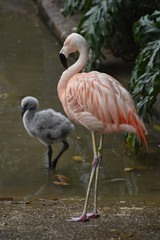 Sweet american flamingo with its baby in the water