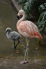 Papier Peint photo Flamant Sweet american flamingo with its baby in the water