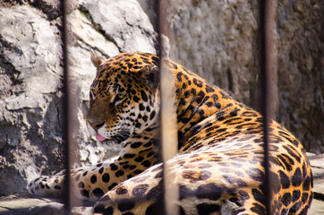  Leopard in the zoo
