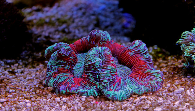Open brain coral in aquarium reef tank