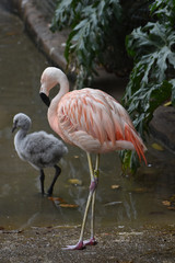 Naklejka premium Sweet baby flamingo in the water and a pink flamingo