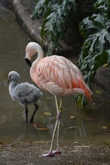 Papier Peint photo Lavable Flamant Sweet baby flamingo in the water and a pink flamingo