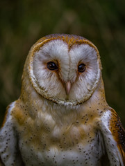 Portrait einer weiblichen Schleiereule
