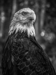 Portrait eines Weisskopfseeadlers