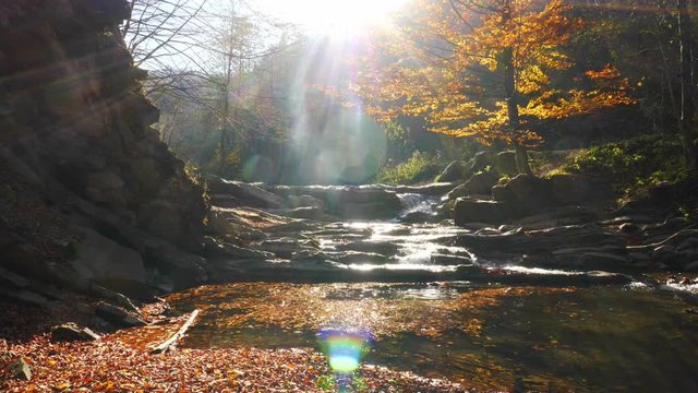 The mountain river in autumn forest at amazing sunny day