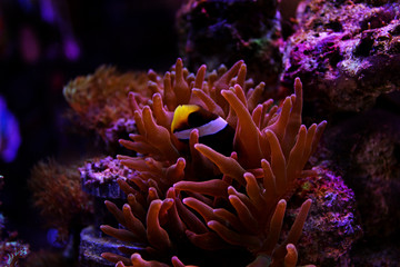 Fototapeta na wymiar Clarkii Clownfish (Amphiprion clarkii)
