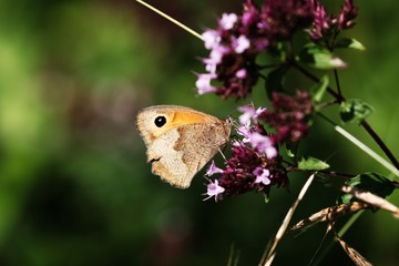Beautiful Vibrant Butterfly