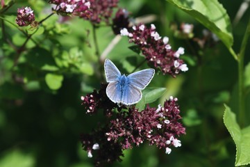 Beautiful Vibrant Butterfly