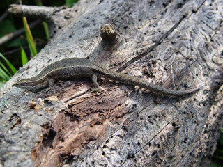 A pregnant female lizard basking on an old trunk