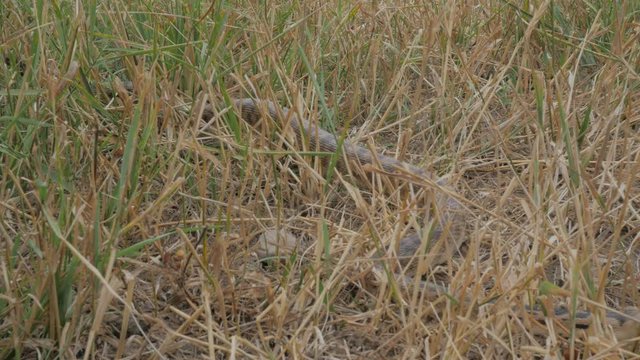 Slithering sneaky snake in the tall dry grass