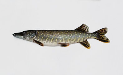 European pike isolated on white background. Esox lucius
