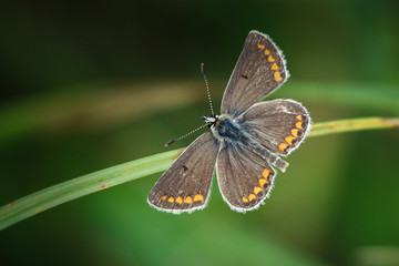 Beautiful Vibrant Butterfly