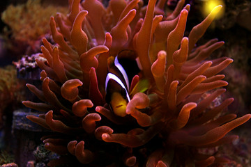 Clarkii Clownfish (Amphiprion clarkii)