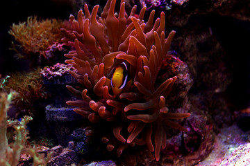 Naklejka na ściany i meble Clarkii Clownfish (Amphiprion clarkii)