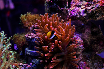 Naklejka na ściany i meble Clarkii Clownfish (Amphiprion clarkii)