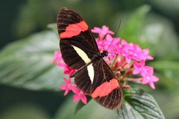 Beautiful Vibrant Butterfly