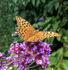 Beautiful Vibrant Butterfly