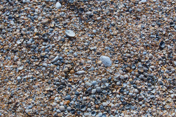 Multicolored shells. Closeup.