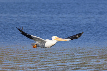 Fototapeta na wymiar Bird white pelican glide above San Diego lake